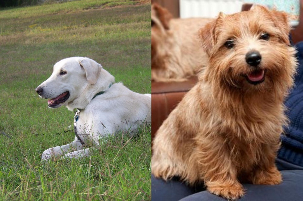 Norfolk Terrier vs Akbash Dog - Breed Comparison