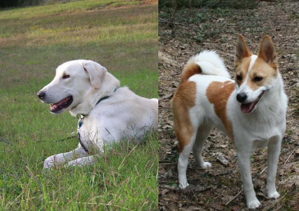 Norrbottenspets vs Akbash Dog - Breed Comparison