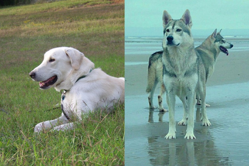 Northern Inuit Dog vs Akbash Dog - Breed Comparison