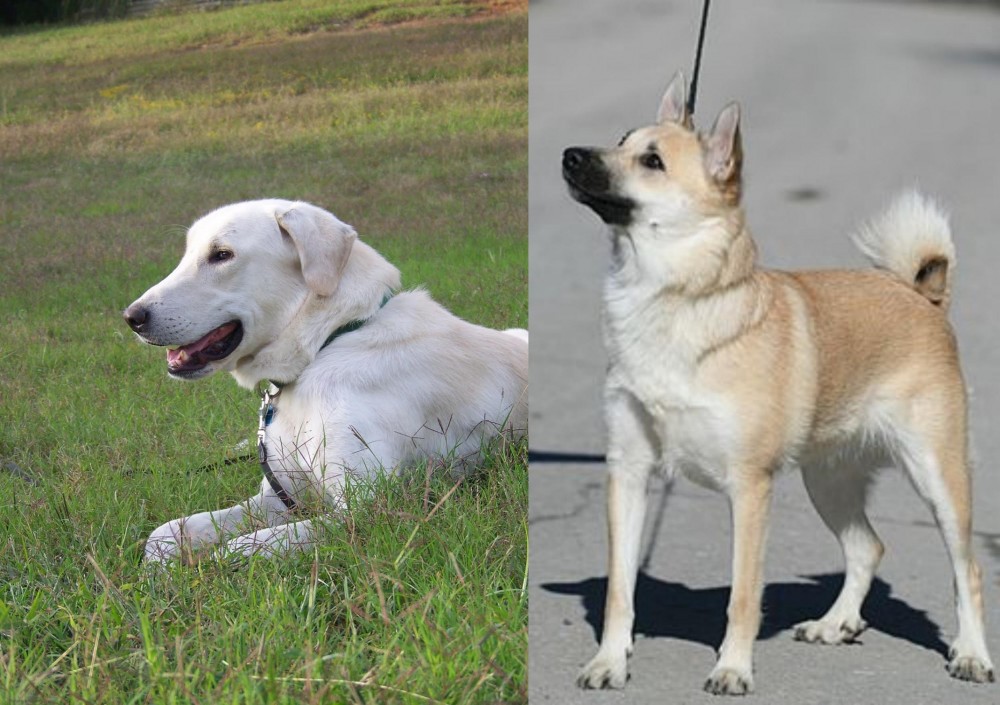 Norwegian Buhund vs Akbash Dog - Breed Comparison