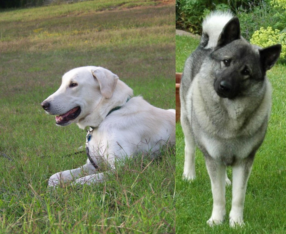 Norwegian Elkhound vs Akbash Dog - Breed Comparison