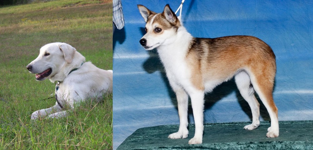 Norwegian Lundehund vs Akbash Dog - Breed Comparison