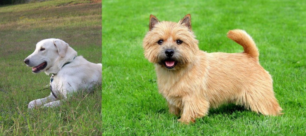 Norwich Terrier vs Akbash Dog - Breed Comparison