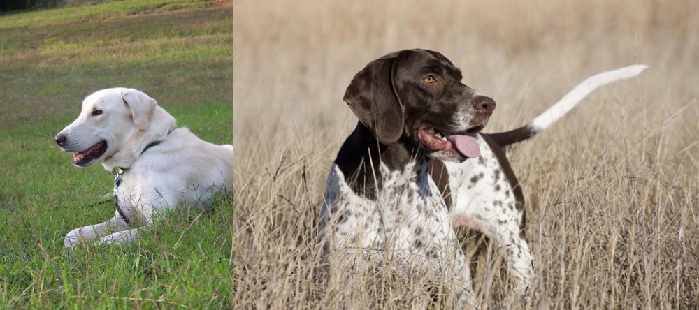 Old Danish Pointer vs Akbash Dog - Breed Comparison