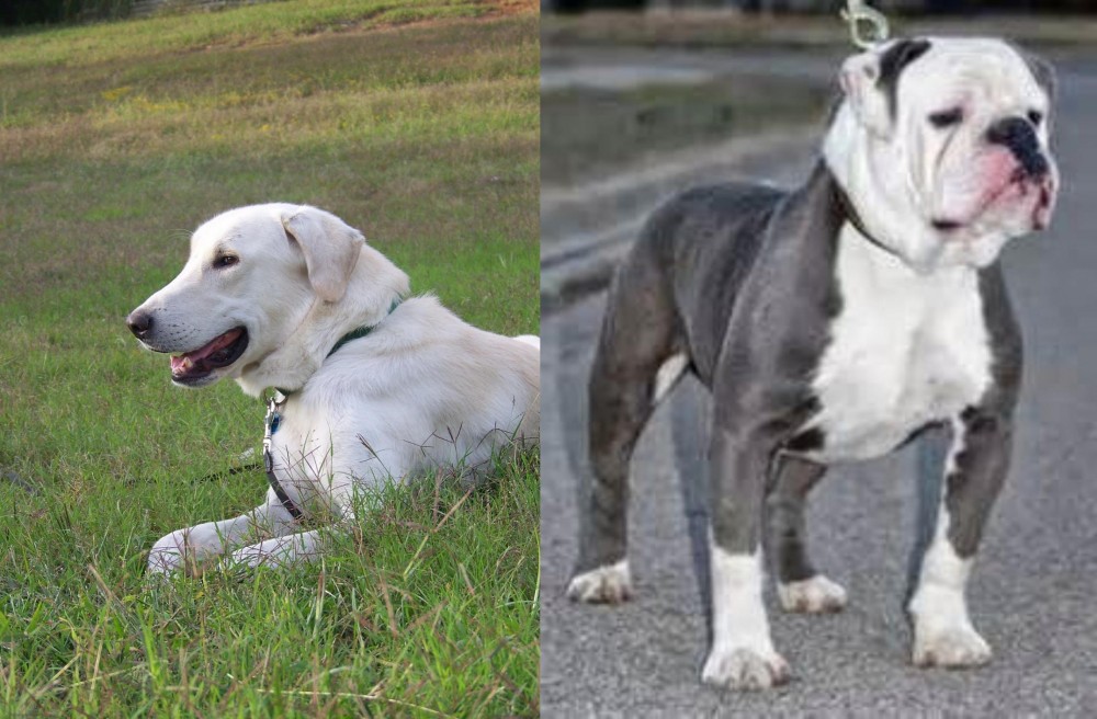 Old English Bulldog vs Akbash Dog - Breed Comparison