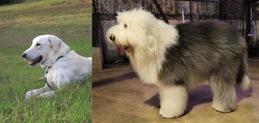 Old English Sheepdog vs Akbash Dog - Breed Comparison