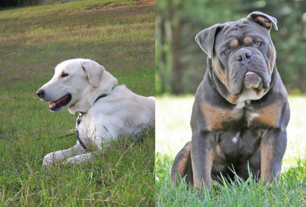Olde English Bulldogge vs Akbash Dog - Breed Comparison