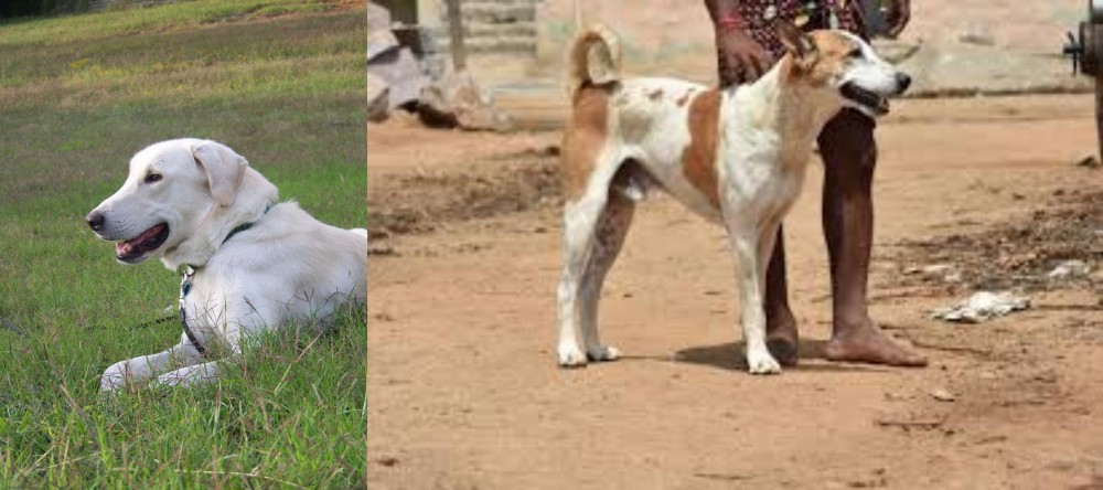 Pandikona vs Akbash Dog - Breed Comparison
