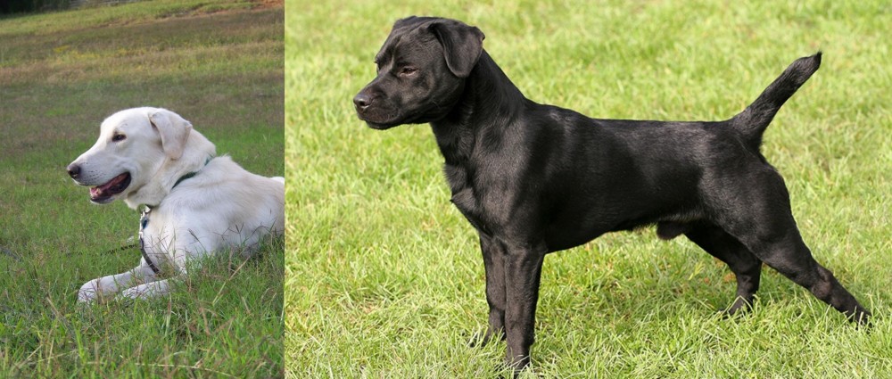 Patterdale Terrier vs Akbash Dog - Breed Comparison
