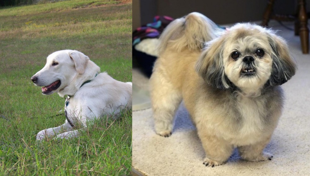 PekePoo vs Akbash Dog - Breed Comparison