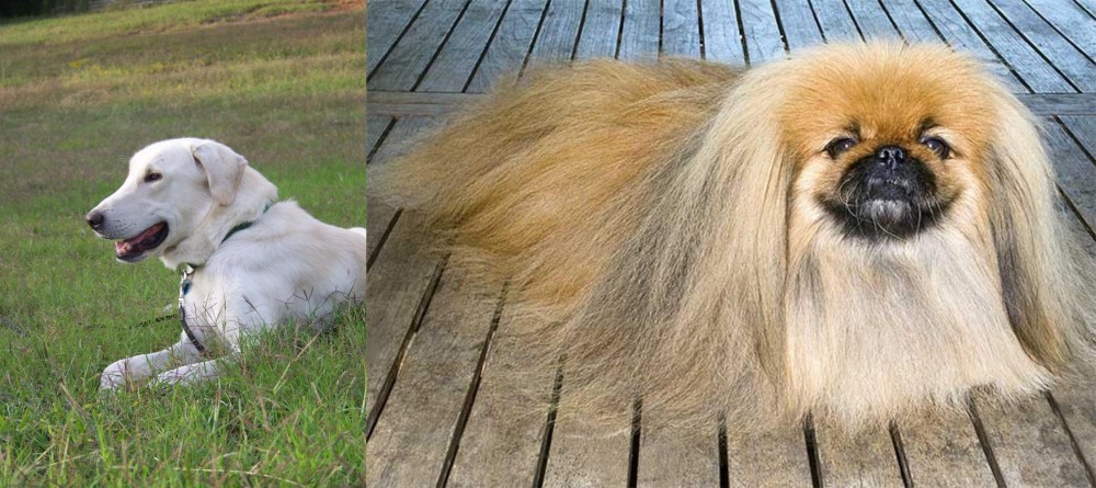 Pekingese vs Akbash Dog - Breed Comparison