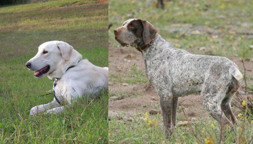 Perdiguero de Burgos vs Akbash Dog - Breed Comparison