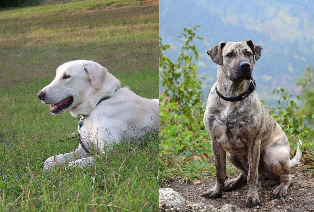 Perro Cimarron vs Akbash Dog - Breed Comparison