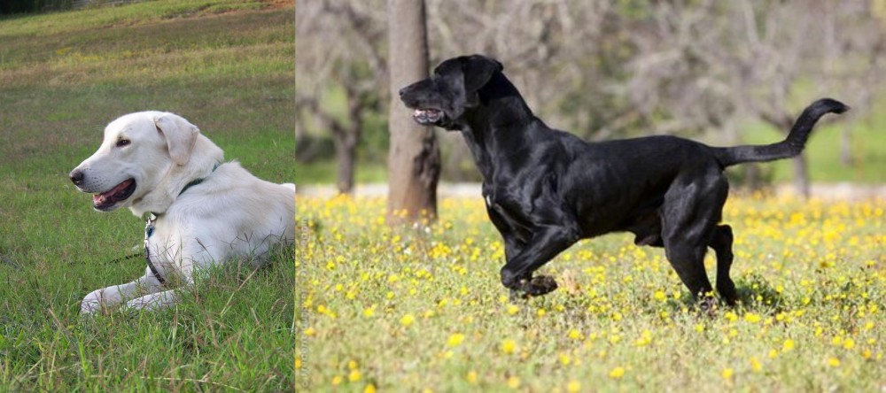 Perro de Pastor Mallorquin vs Akbash Dog - Breed Comparison