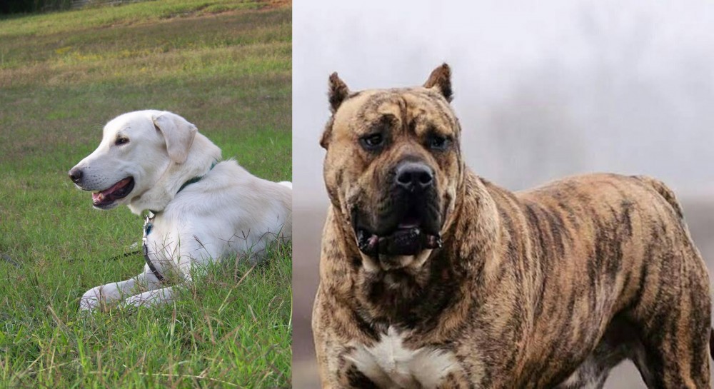 Perro de Presa Canario vs Akbash Dog - Breed Comparison