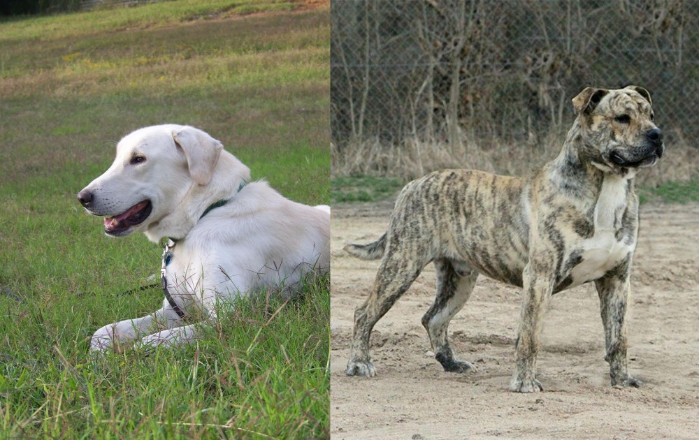 Perro de Presa Mallorquin vs Akbash Dog - Breed Comparison