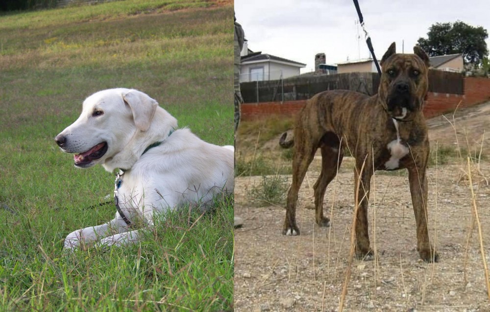 Perro de Toro vs Akbash Dog - Breed Comparison