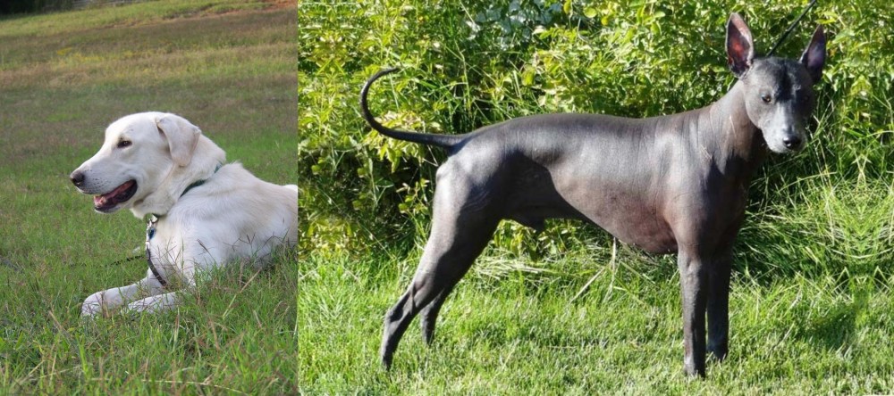 Peruvian Hairless vs Akbash Dog - Breed Comparison