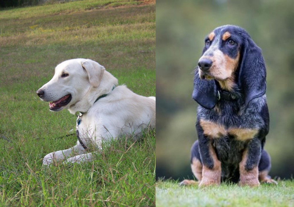 Petit Bleu de Gascogne vs Akbash Dog - Breed Comparison