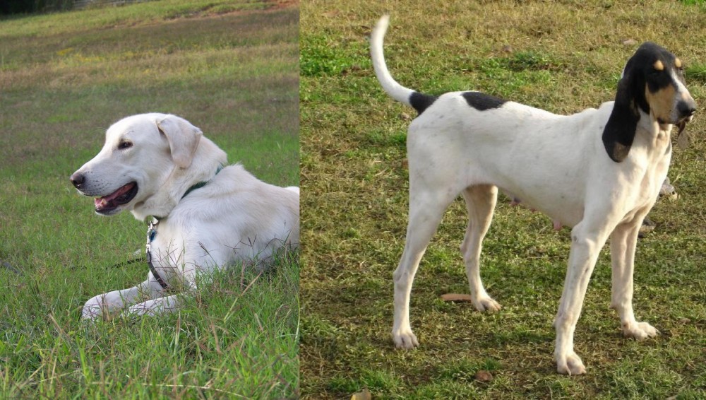 Petit Gascon Saintongeois vs Akbash Dog - Breed Comparison