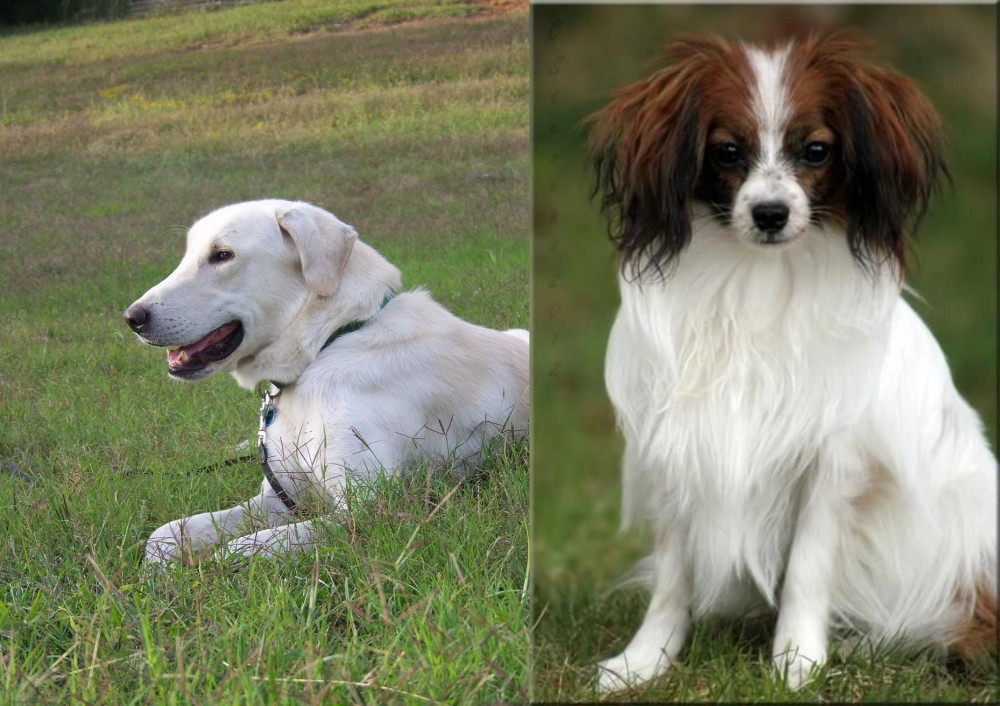 Phalene vs Akbash Dog - Breed Comparison