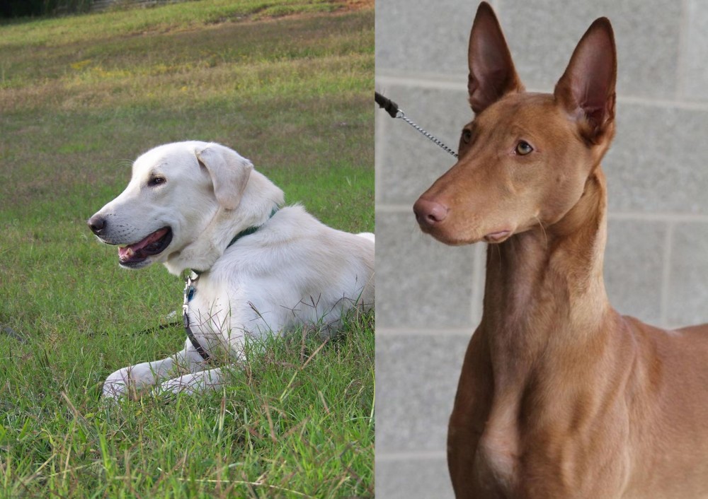 Pharaoh Hound vs Akbash Dog - Breed Comparison