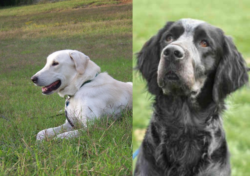 Picardy Spaniel vs Akbash Dog - Breed Comparison