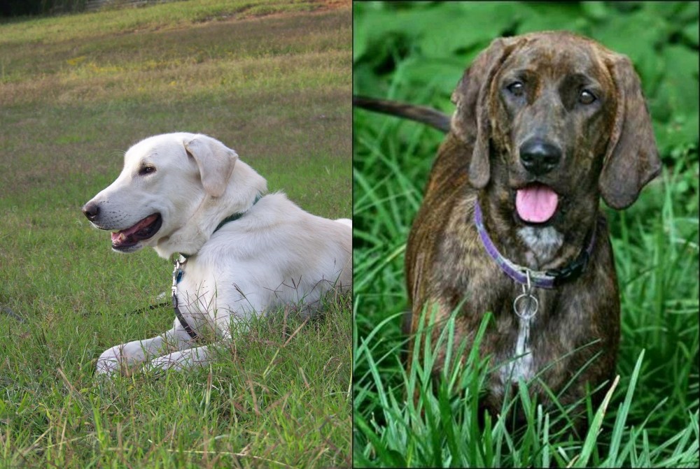 Plott Hound vs Akbash Dog - Breed Comparison