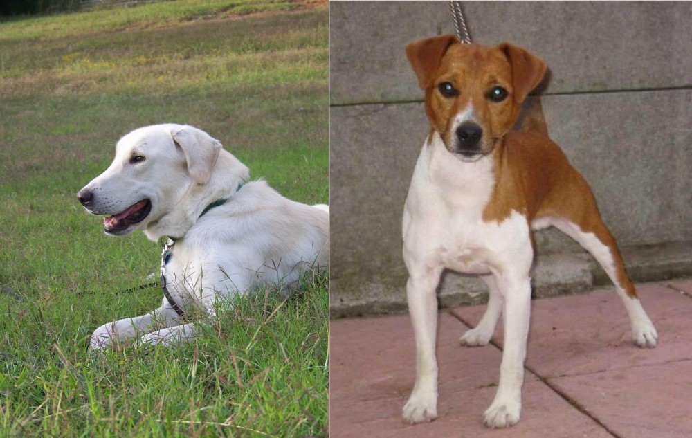 Plummer Terrier vs Akbash Dog - Breed Comparison