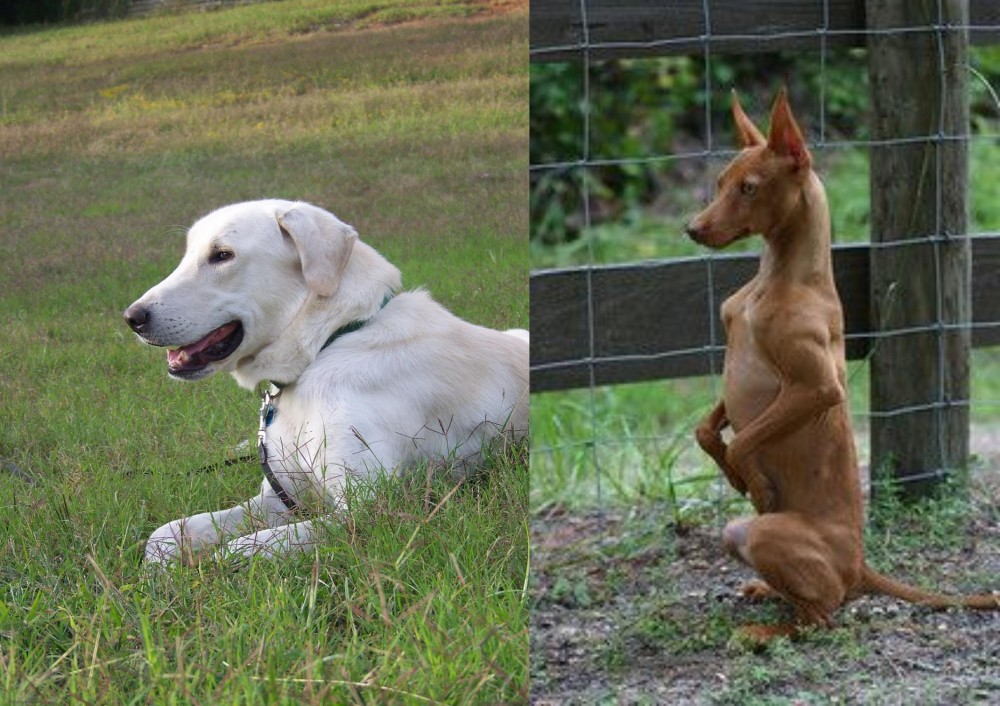 Podenco Andaluz vs Akbash Dog - Breed Comparison