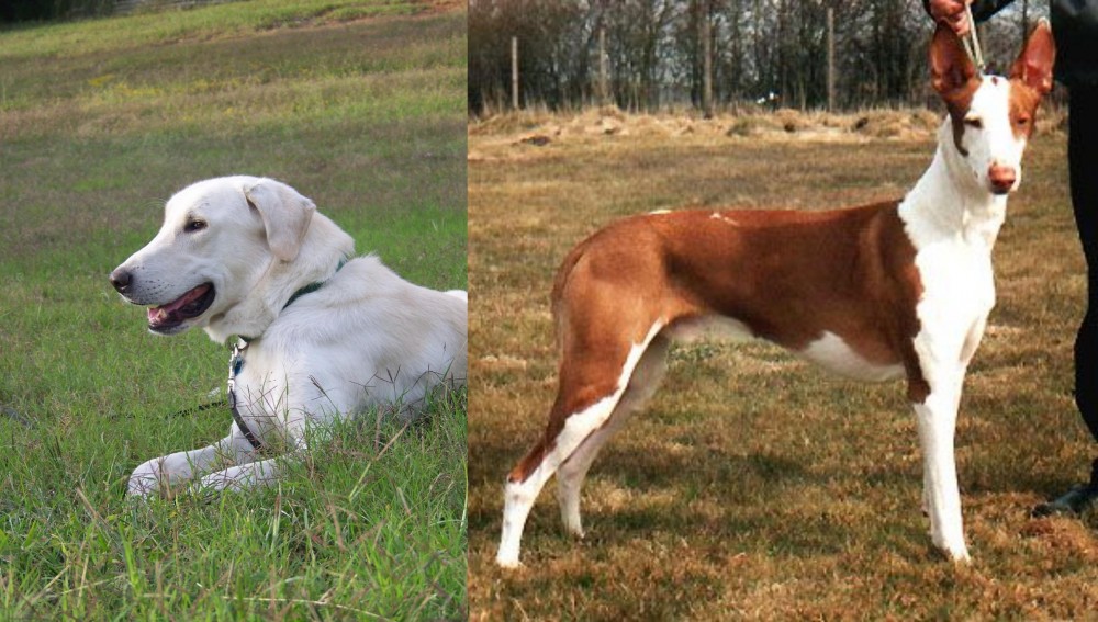 Podenco Canario vs Akbash Dog - Breed Comparison