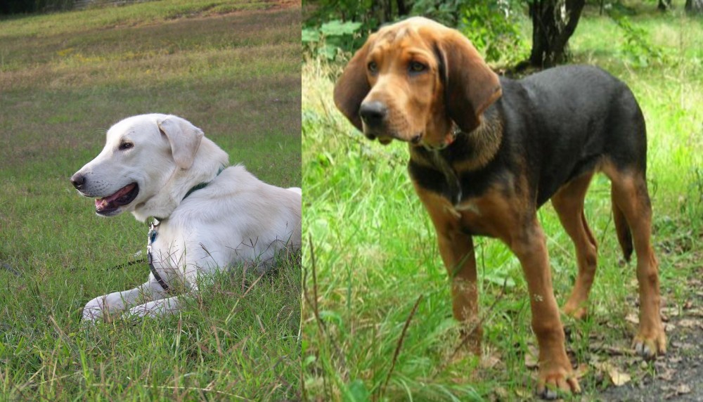 Polish Hound vs Akbash Dog - Breed Comparison