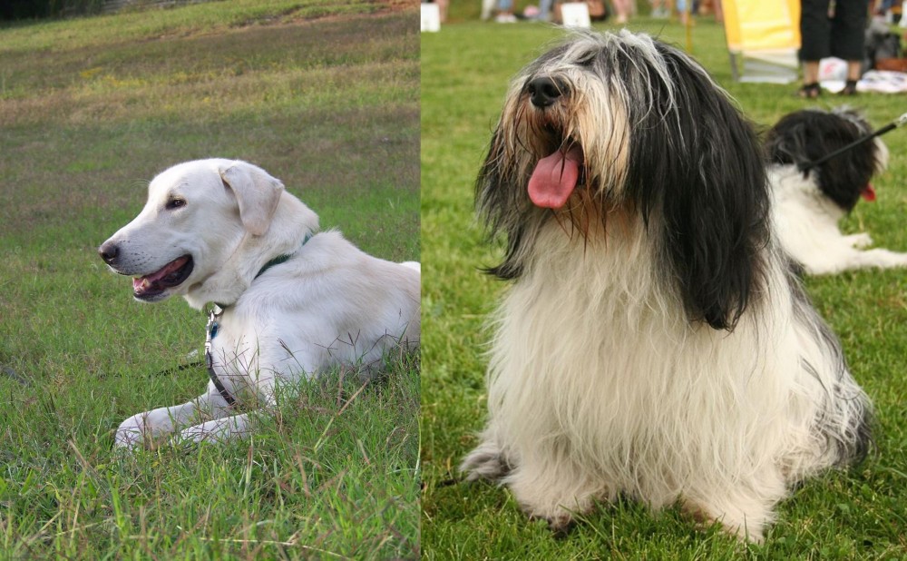 Polish Lowland Sheepdog vs Akbash Dog - Breed Comparison