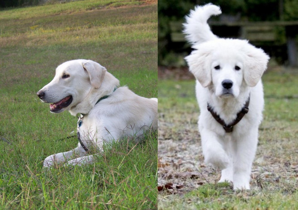 Polish Tatra Sheepdog vs Akbash Dog - Breed Comparison
