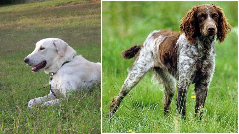 Pont-Audemer Spaniel vs Akbash Dog - Breed Comparison