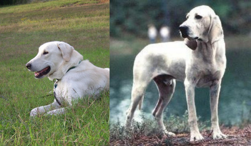 Porcelaine vs Akbash Dog - Breed Comparison