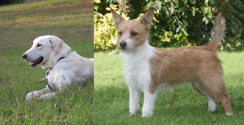 Portuguese Podengo vs Akbash Dog - Breed Comparison