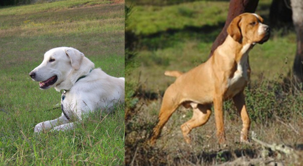 Portuguese Pointer vs Akbash Dog - Breed Comparison