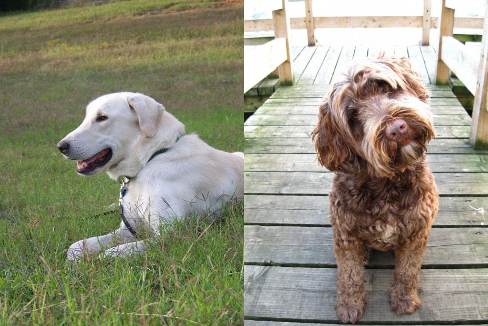 Portuguese Water Dog vs Akbash Dog - Breed Comparison