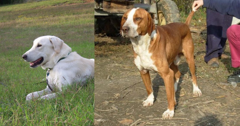 Posavac Hound vs Akbash Dog - Breed Comparison