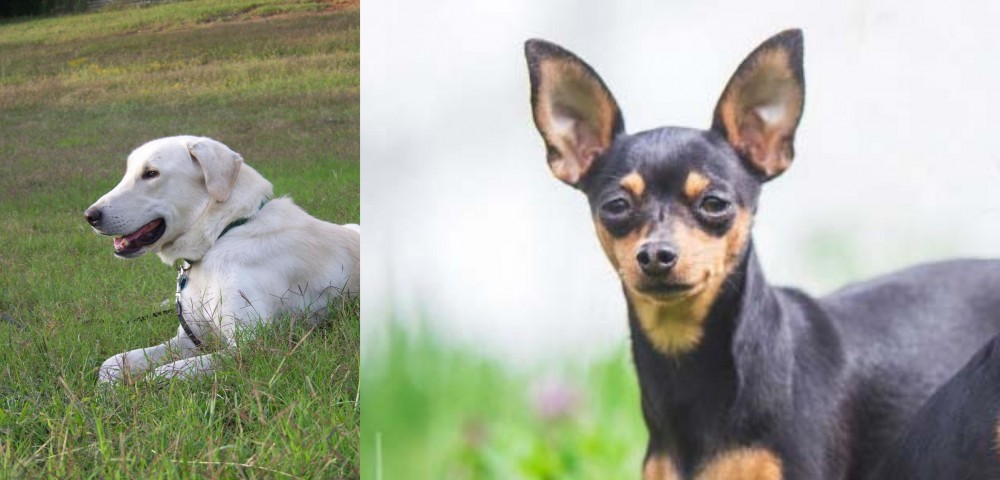 Prazsky Krysarik vs Akbash Dog - Breed Comparison