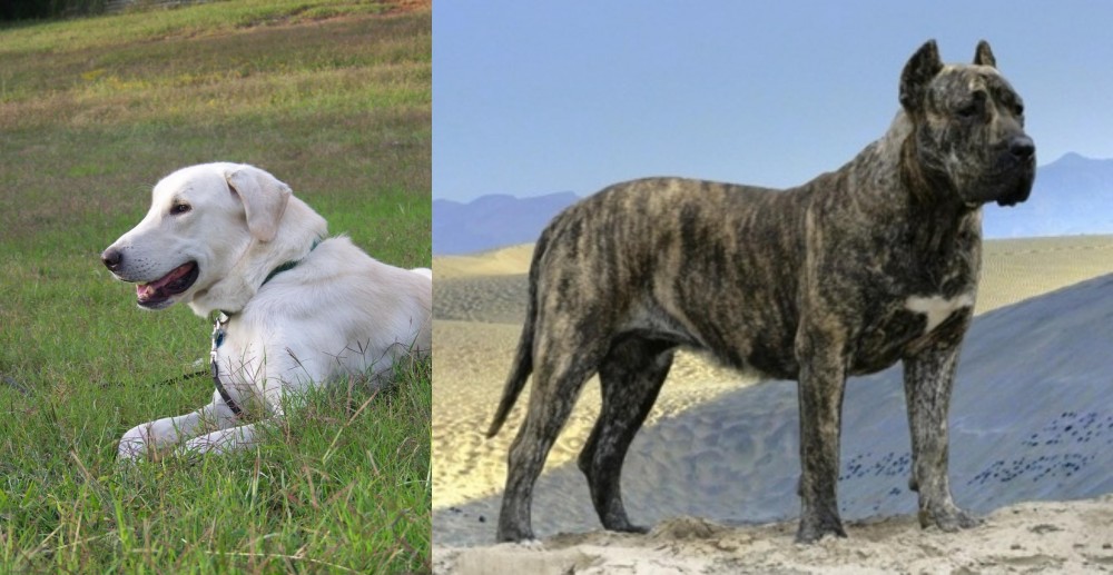 Presa Canario vs Akbash Dog - Breed Comparison