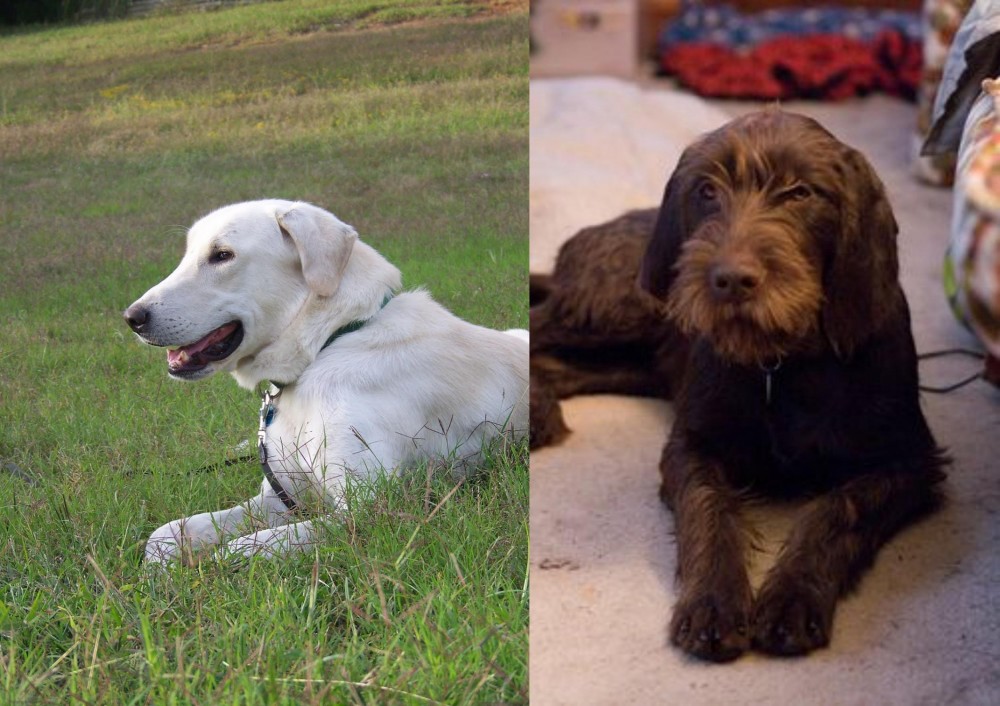Pudelpointer vs Akbash Dog - Breed Comparison
