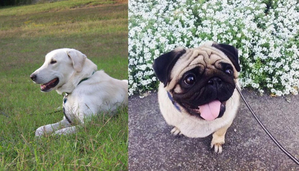 Pug vs Akbash Dog - Breed Comparison