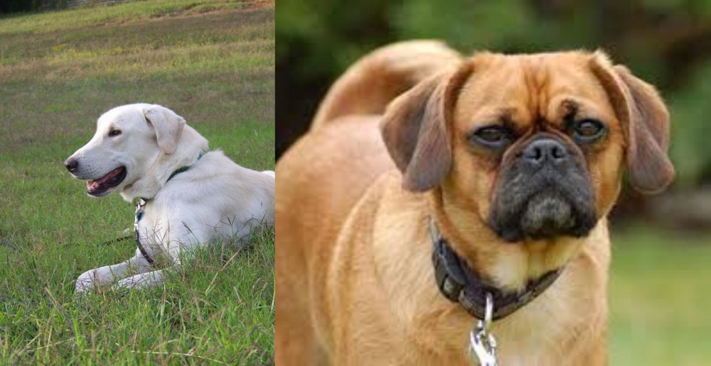 Pugalier vs Akbash Dog - Breed Comparison