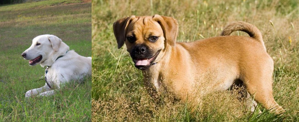 Puggle vs Akbash Dog - Breed Comparison