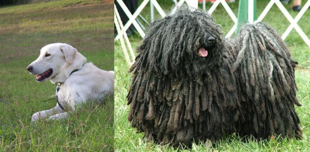 Puli vs Akbash Dog - Breed Comparison