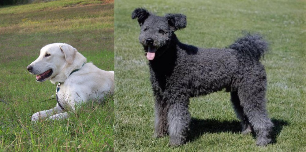 Pumi vs Akbash Dog - Breed Comparison