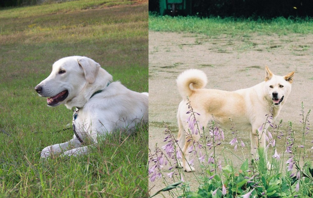 Pungsan Dog vs Akbash Dog - Breed Comparison