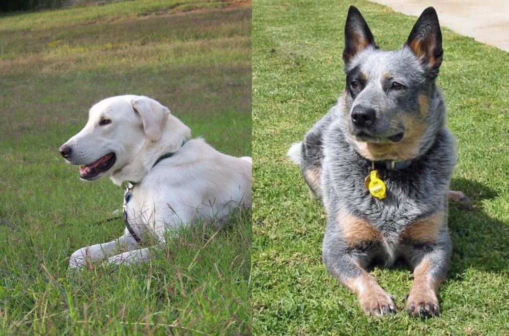 Queensland Heeler vs Akbash Dog - Breed Comparison